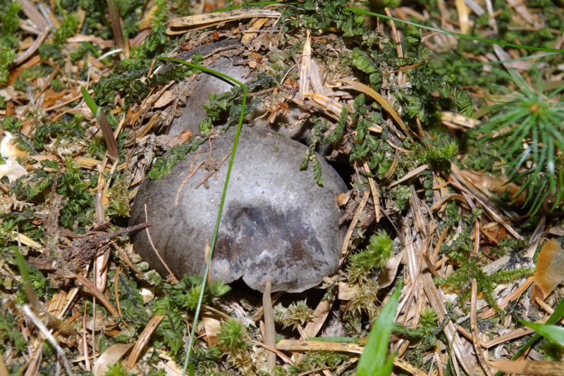 Finalmente li ho trovati.